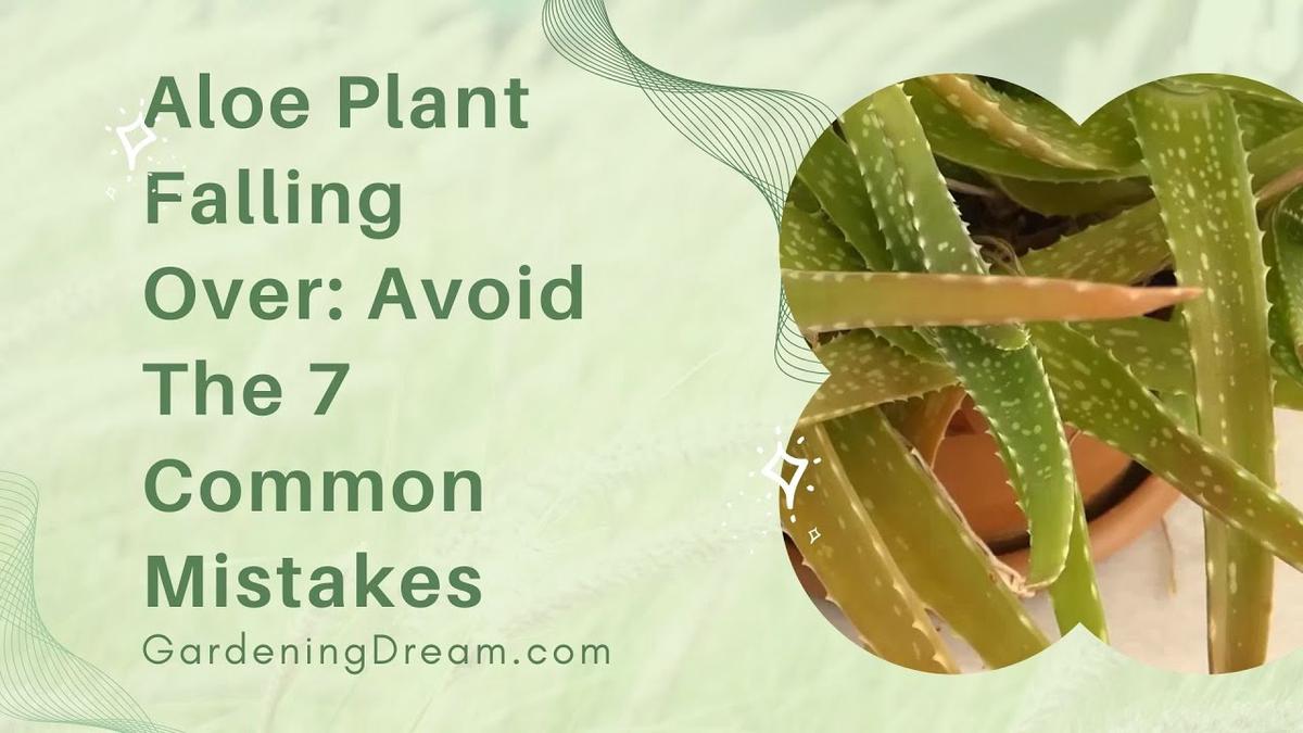 Aloe Plant Falling Over Avoid The 7 Common Mistakes 2040