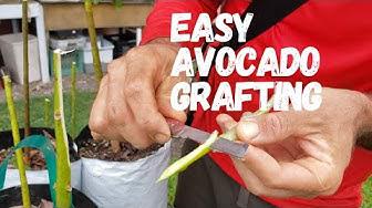 'Video thumbnail for Tropical Fruit Tree Grafting: Super Easy Way To Do It'