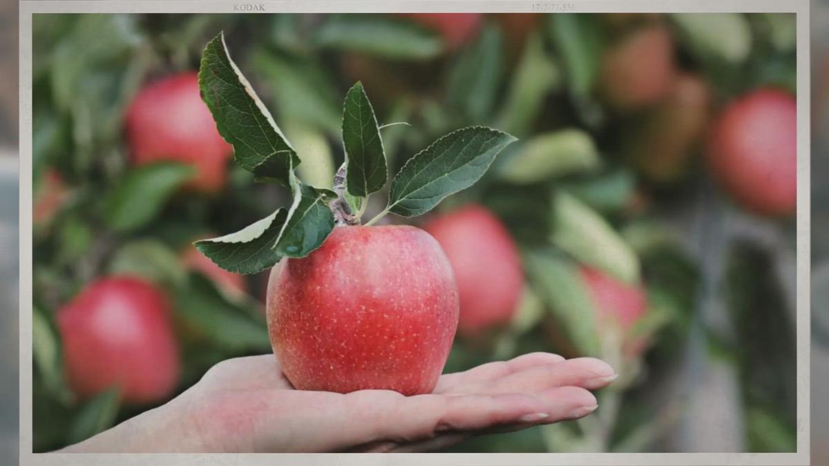 'Video thumbnail for How Fast Do Apple Trees Grow?'