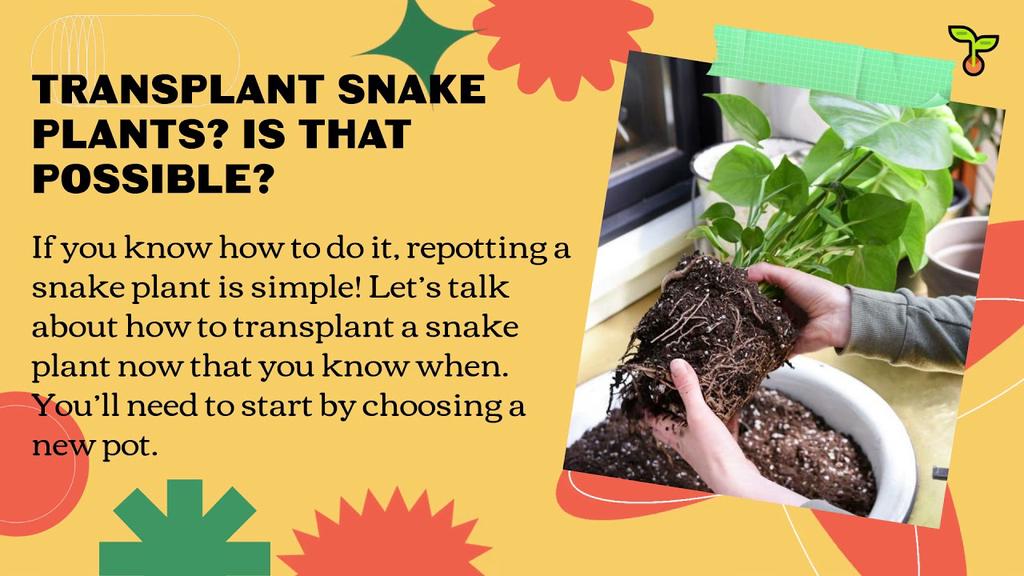 'Video thumbnail for We Can Transplant Snake Plant? Superb Amazing Facts About It In Here!(2021)'