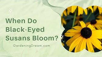 'Video thumbnail for When Do Black-Eyed Susans Bloom?'