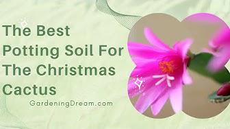 'Video thumbnail for The Best Potting Soil For The Christmas Cactus'