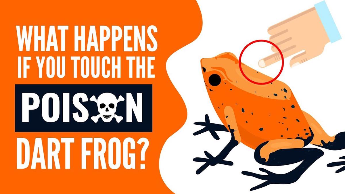 'Video thumbnail for Poison Dart Frog : Planet's Deadliest Animal??? What Happens If You Touch A Poison Dart Frog?'