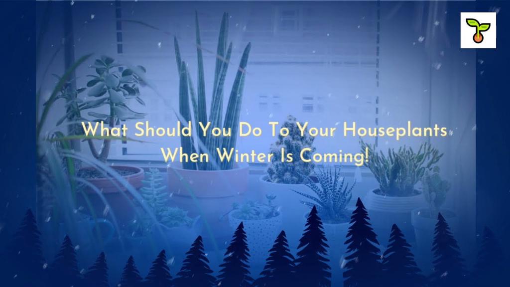 'Video thumbnail for Guides To Care Houseplants During Winter! (2021)'