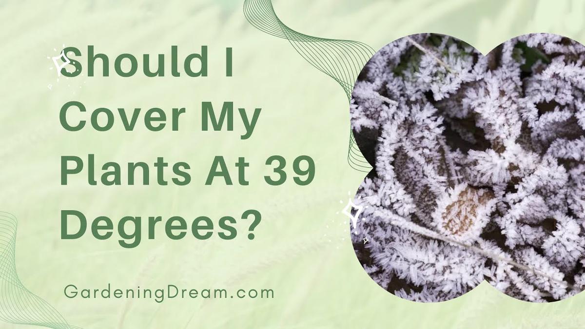 'Video thumbnail for Should I Cover My Plants At 39 Degrees'