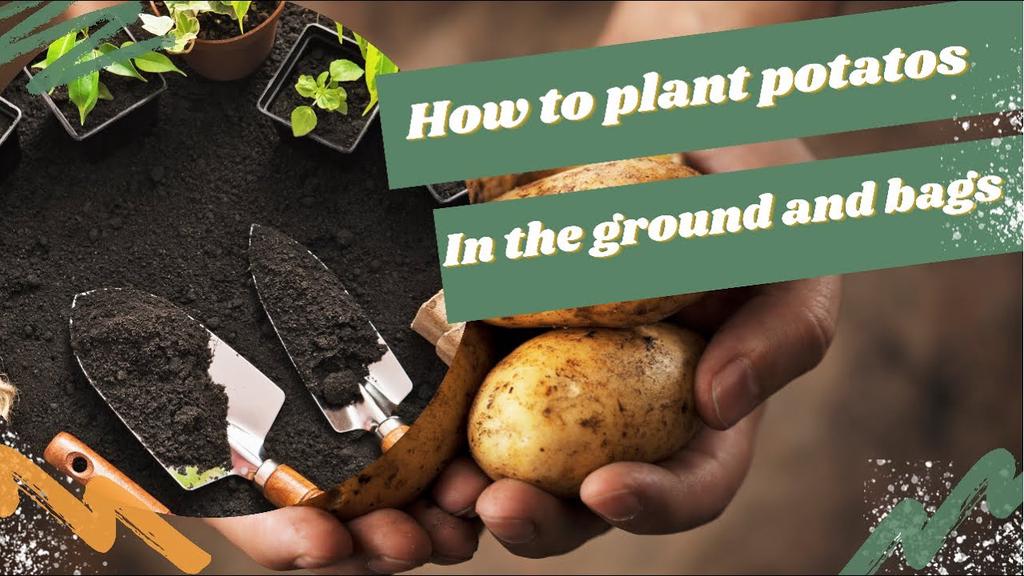 'Video thumbnail for How to Plant Potatoes in the ground and in bags'