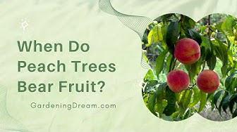 'Video thumbnail for When Do Peach Trees Bear Fruit?'