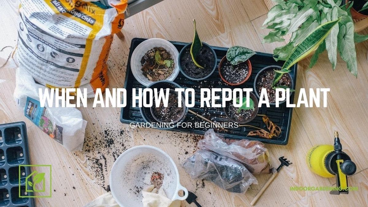 'Video thumbnail for When and How To Repot A Plant'