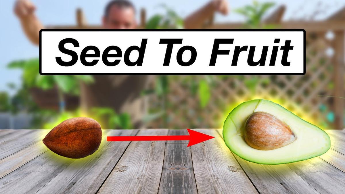 'Video thumbnail for Growing Avocado Tips - From Seed to Fruit'