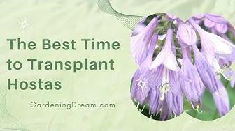 'Video thumbnail for The Best Time to Transplant Hostas'