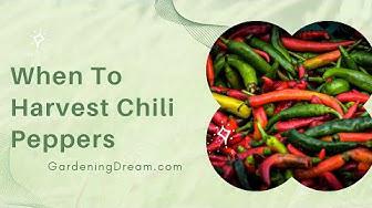'Video thumbnail for When To Harvest Chili Peppers'