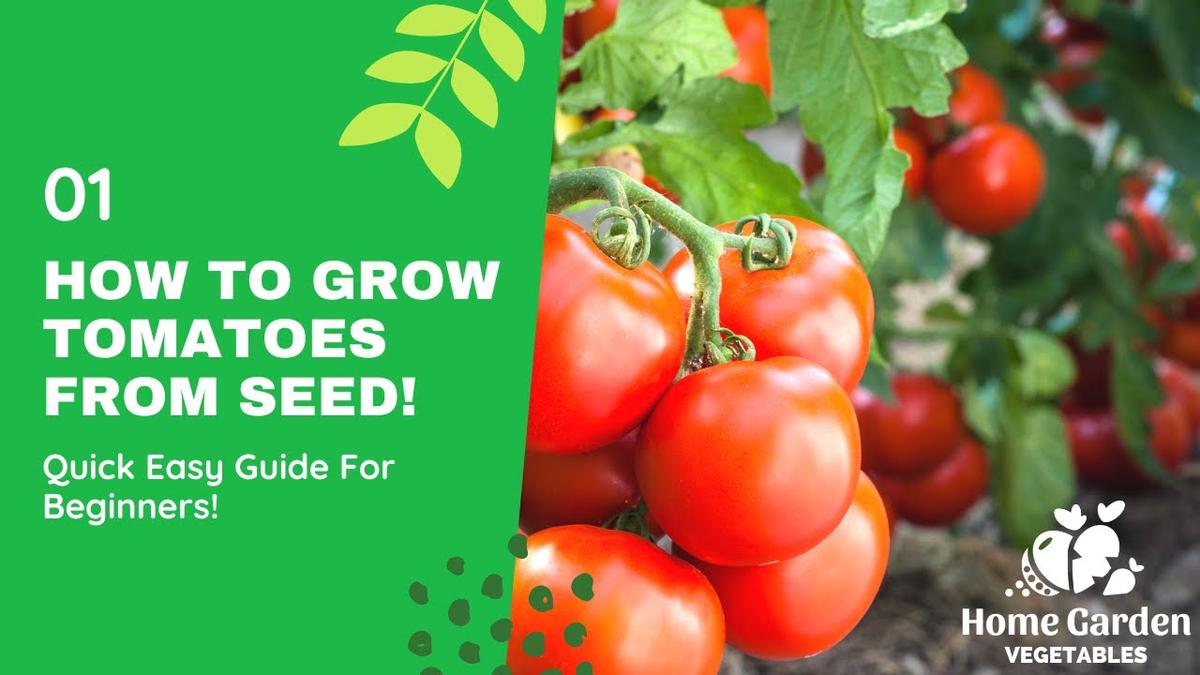 'Video thumbnail for How To Grow Tomatoes From Seed'