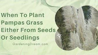 'Video thumbnail for When To Plant Pampas Grass Either From Seeds Or Seedlings'