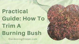 'Video thumbnail for Practical Guide: How To Trim A Burning Bush'