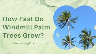 'Video thumbnail for How Fast Do Windmill Palm Trees Grow?'