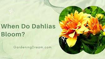 'Video thumbnail for When Do Dahlias Bloom?'
