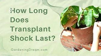 'Video thumbnail for How Long Does Transplant Shock Last'