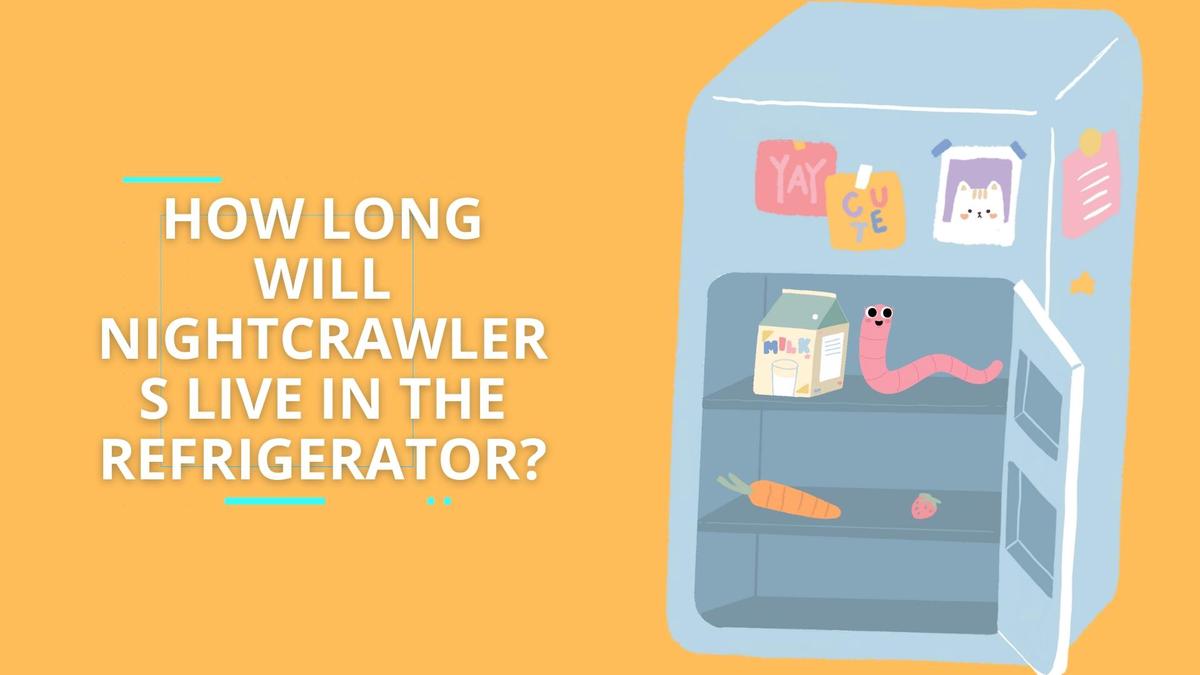 'Video thumbnail for How long will nightcrawlers live in the refrigerator?'