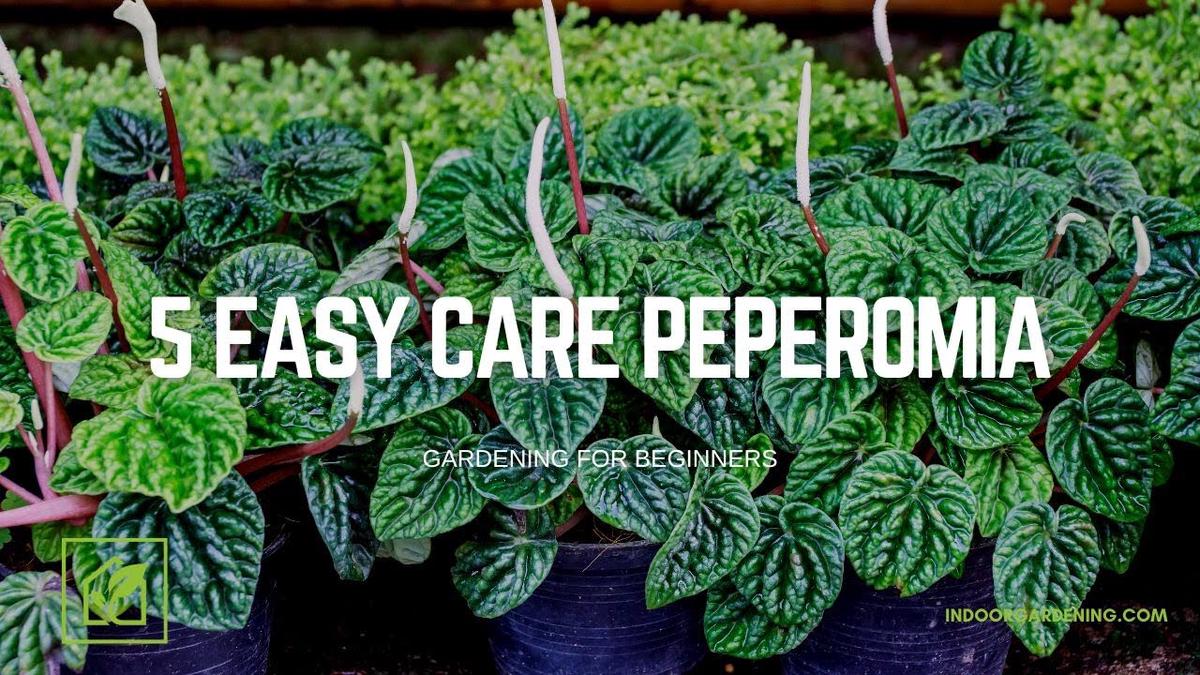 'Video thumbnail for Peperomia Care Can Be Easy! 5 Easy Care Peperomia!'