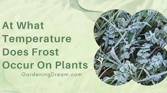 'Video thumbnail for At What Temperature Does Frost Occur On Plants'