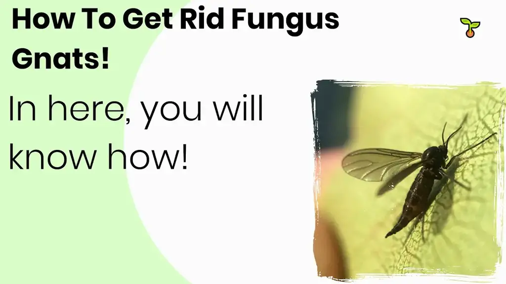 'Video thumbnail for How To Get Rid Fungus Gnats (2021)'
