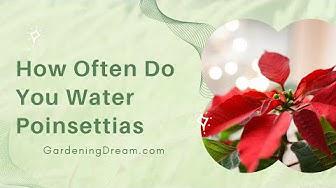 'Video thumbnail for How Often Do You Water Poinsettias'