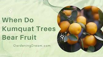 'Video thumbnail for When Do Kumquat Trees Bear Fruit'