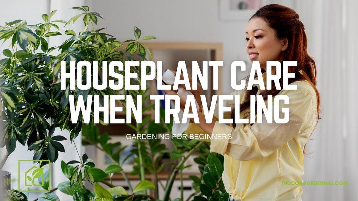 'Video thumbnail for Houseplant Care When Traveling | How To Leave Your Plants At Home'