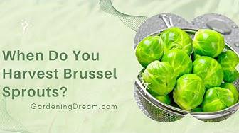 'Video thumbnail for When Do You Harvest Brussel Sprouts'