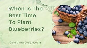 'Video thumbnail for When Is The Best Time To Plant Blueberries'