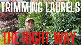 'Video thumbnail for How To Prune Laurel Hedges: 101'