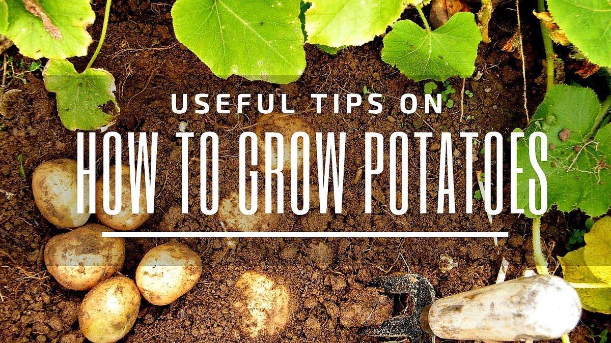 'Video thumbnail for Useful Potato Growing Tips for Your Garden | Here is How to Grow Potatoes in Your Garden'