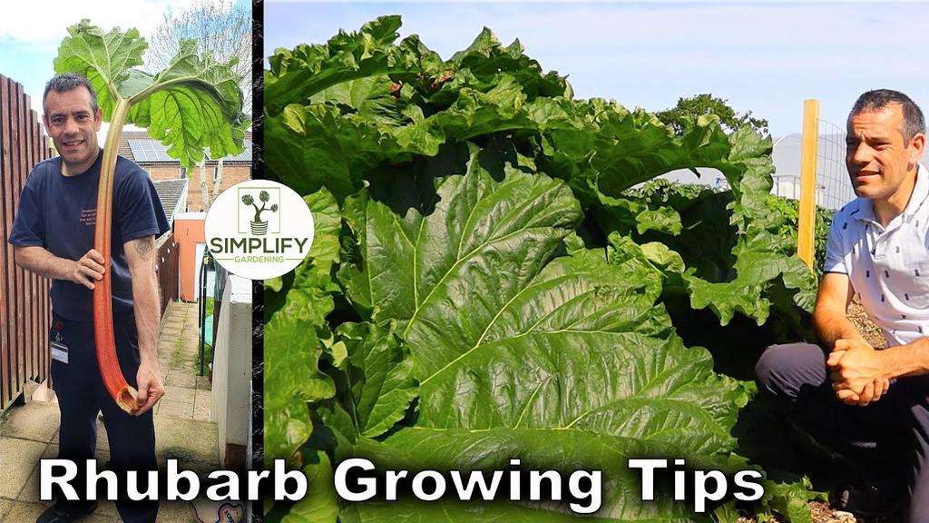 'Video thumbnail for Grow HUGE Rhubarb With These Action Packed Tips'
