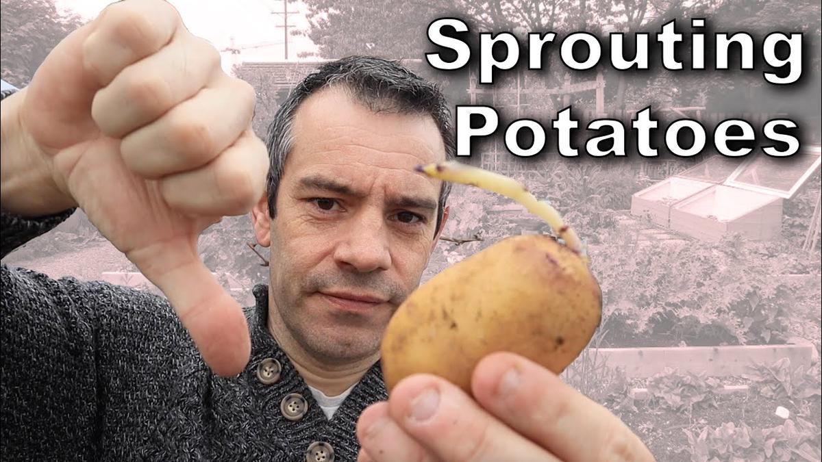 'Video thumbnail for Sprouting Potatoes – Everything You’ll Want to Know!'