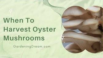 'Video thumbnail for When To Harvest Oyster Mushrooms'