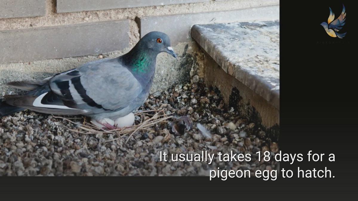 'Video thumbnail for How long do pigeon eggs take to hatch?'