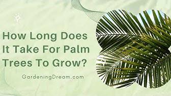 'Video thumbnail for How Long Does It Take For Palm Trees To Grow?'