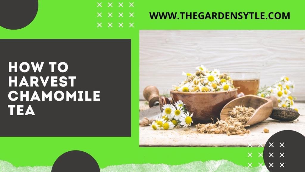 'Video thumbnail for How to Harvest Chamomile Tea 🌼 When and How to Harvest Chamomile for Tea 🌼'