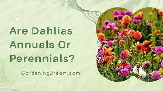 'Video thumbnail for Are Dahlias Annuals Or Perennials?'
