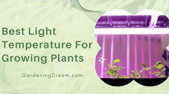 'Video thumbnail for Best Light Temperature For Growing Plants'