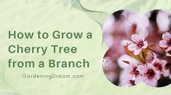 'Video thumbnail for How to Grow a Cherry Tree from a Branch'