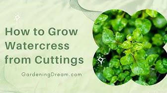 'Video thumbnail for How to Grow Watercress from Cuttings'