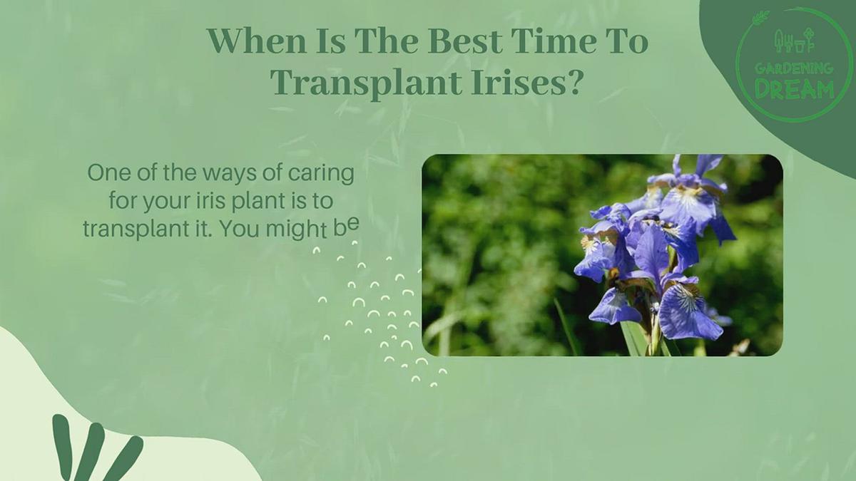 'Video thumbnail for When Is The Best Time To Transplant Irises?'