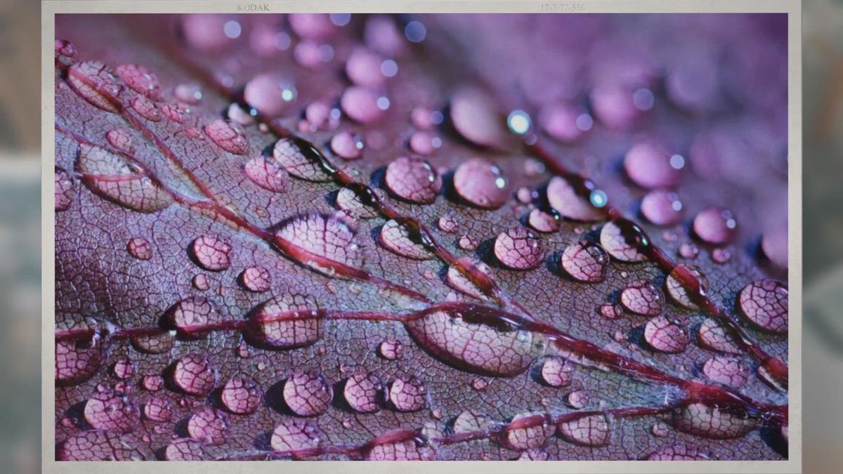 'Video thumbnail for Do Lilacs Have Pollen? Are They Bad for Allergies?'