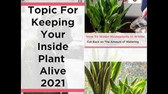 'Video thumbnail for 2021 Winter Houseplant Care: Topic For Keeping Your Inside Plant Alive'