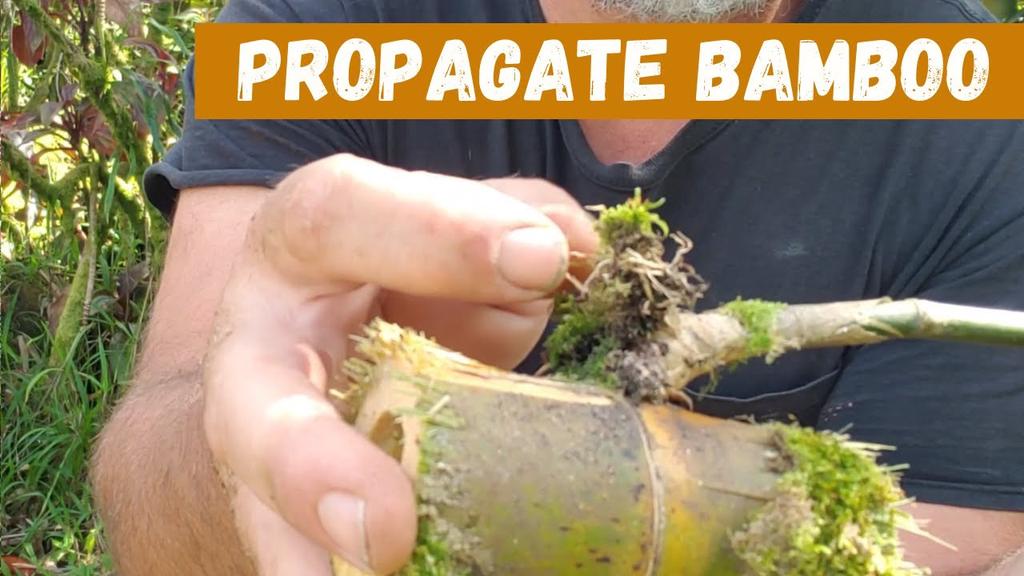 'Video thumbnail for Easy Way To Grow Bamboo By Cuttings!!'