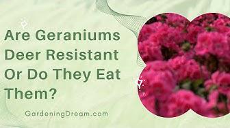 'Video thumbnail for Are Geraniums Deer Resistant Or Do They Eat Them?'