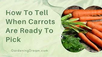'Video thumbnail for How To Tell When Carrots Are Ready To Pick'