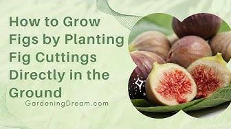 'Video thumbnail for How to Grow Figs by Planting Fig Cuttings Directly in the Ground'