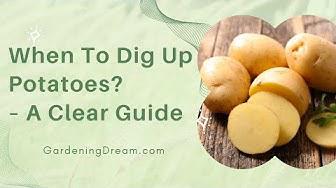 'Video thumbnail for When To Dig Up Potatoes? – A Clear Guide'
